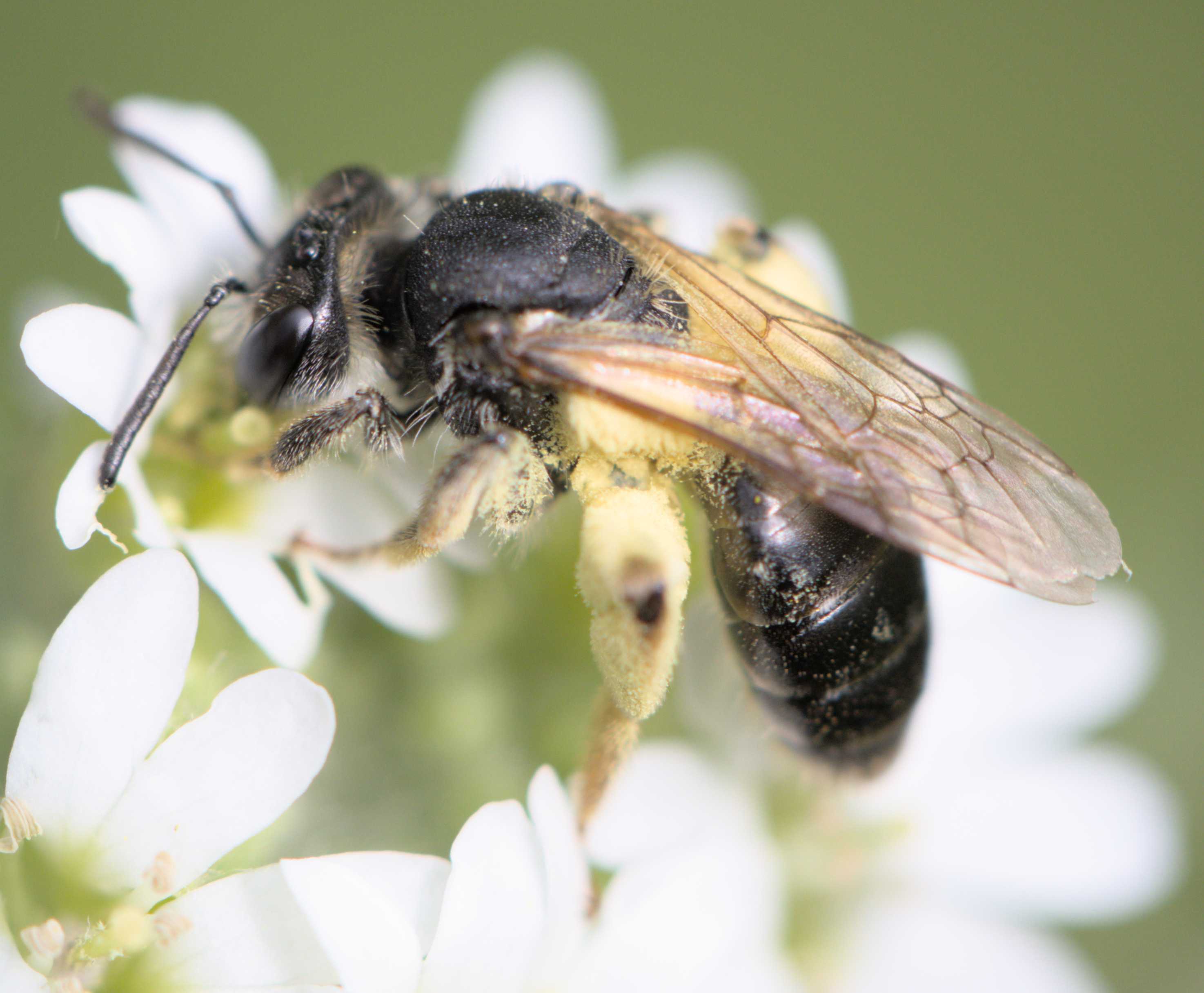 Gelbbeinige Kielsandbiene (Andrena chrysosceles), Lokation: Deutschland | Nordrhein-Westfalen | Heinsberg | Wassenberg Kategorien: Bienen, Hortus rusticus, Familie: Andrenidae (Sandbienen), Datum: 05.07.2022