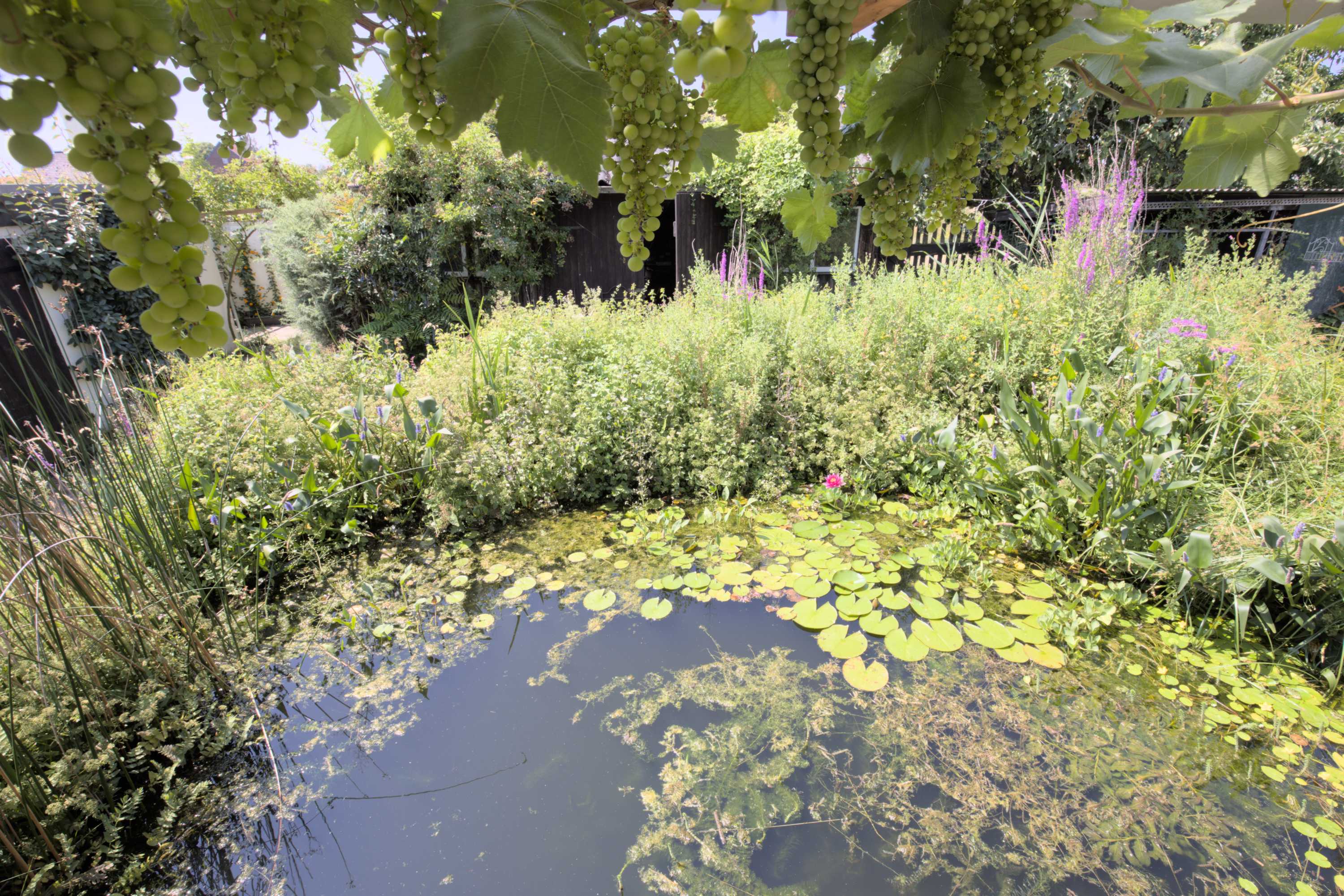 Lokation: Deutschland | Nordrhein-Westfalen | Heinsberg | Wassenberg Kategorien: Teich, Hortus rusticus, Datum: 14.07.2022