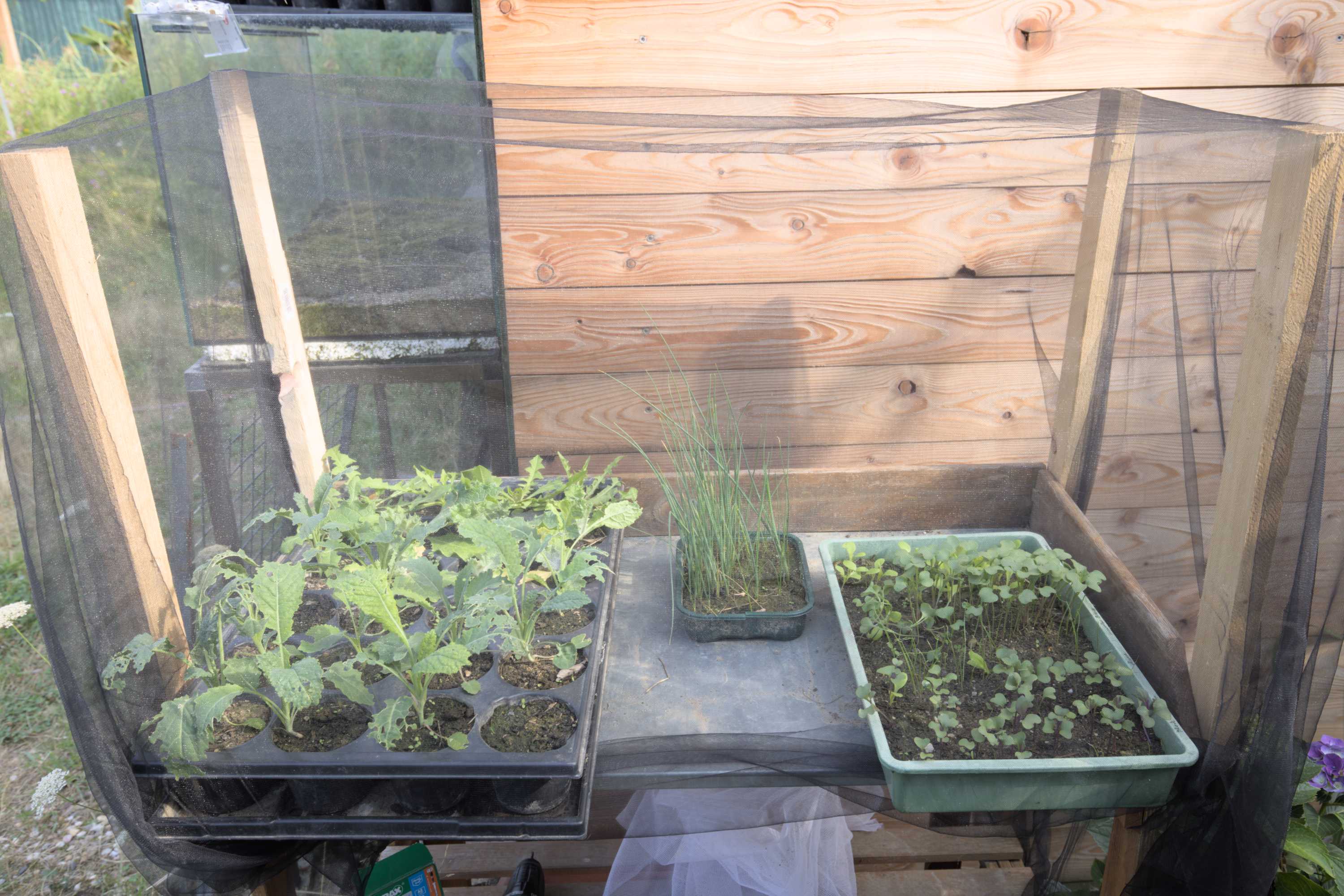 Lokation: Deutschland | Nordrhein-Westfalen | Heinsberg | Wassenberg Kategorien: Nutzgarten, Hortus rusticus, Selbstversorgung, Datum: 29.07.2022