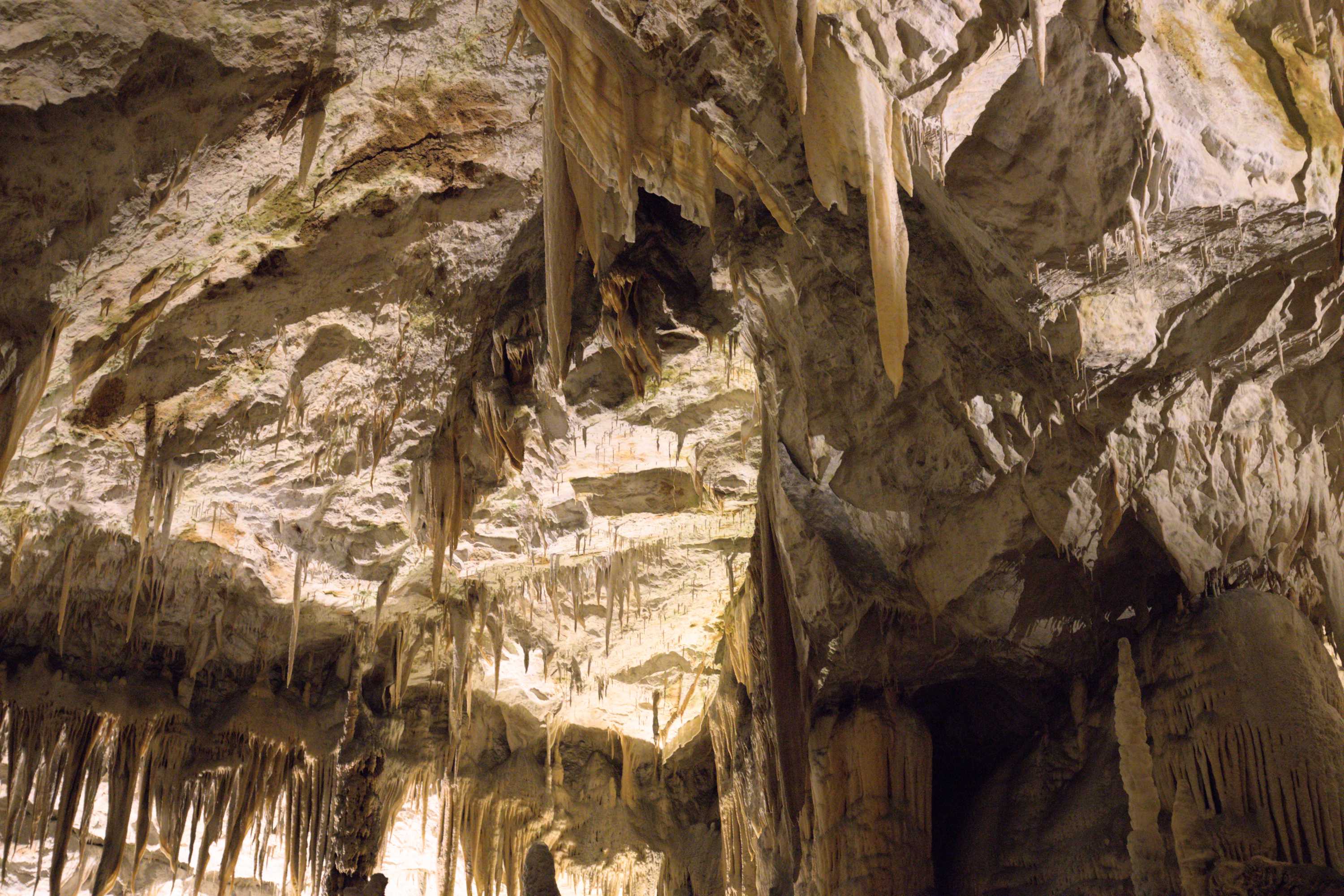 Lokation: Slowenien | Ostslowenien | Küstenland-Innerkrain | Postojna Kategorien: Höhle, Datum: 16.09.2022