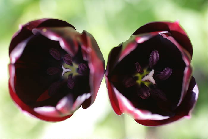 Lokation: Zuhause Kategorien: Blüte, Garten, Datum: 23.04.2005