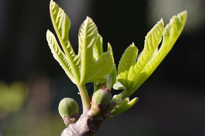 Lokation: Zuhause Kategorien: Garten, Früchte, Datum: 23.04.2005