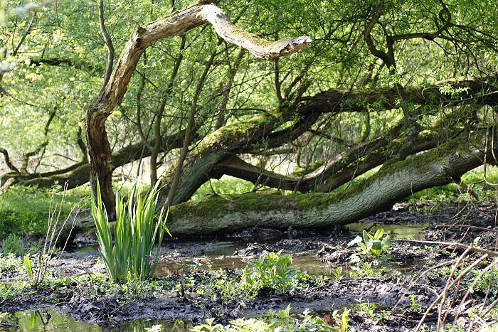 Lokation: NSG Kradepohlsmühlenweg Kategorien: Sumpf, Datum: 23.04.2005