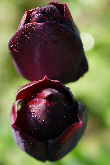 Lokation: Zuhause Kategorien: Blüte, Garten, Datum: 24.04.2005