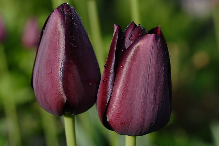 Lokation: Zuhause Kategorien: Blüte, Garten, Datum: 24.04.2005