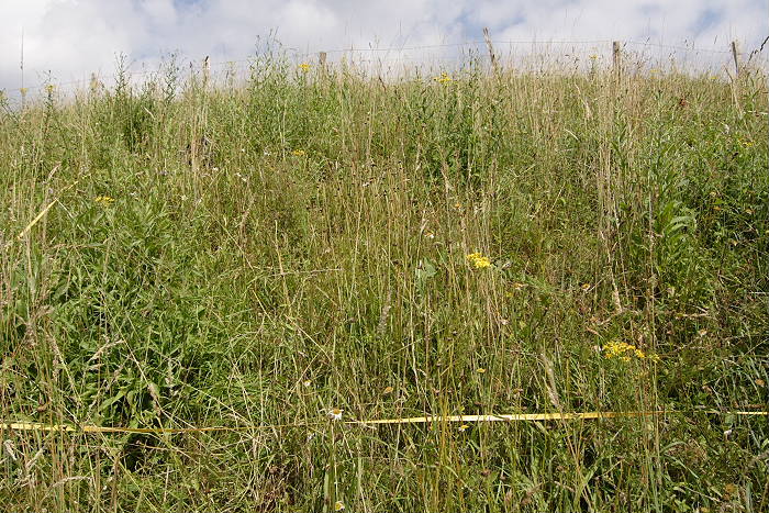 Lokation: Rösrath, Kupfersiefen Kategorien: Dauerquadrat, Datum: 03.07.2005