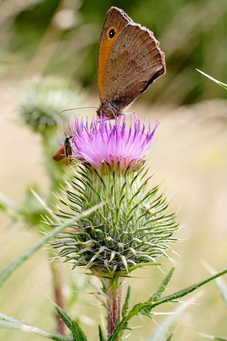 Lokation: Rösrath, Kupfersiefen Kategorien: Blüte, Schmetterlinge, Datum: 03.07.2005