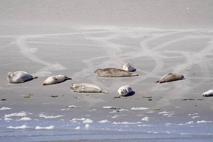 Lokation: Ostfriesland, Norddeich Kategorien: Meer, Säugetiere, Datum: 12.07.2005