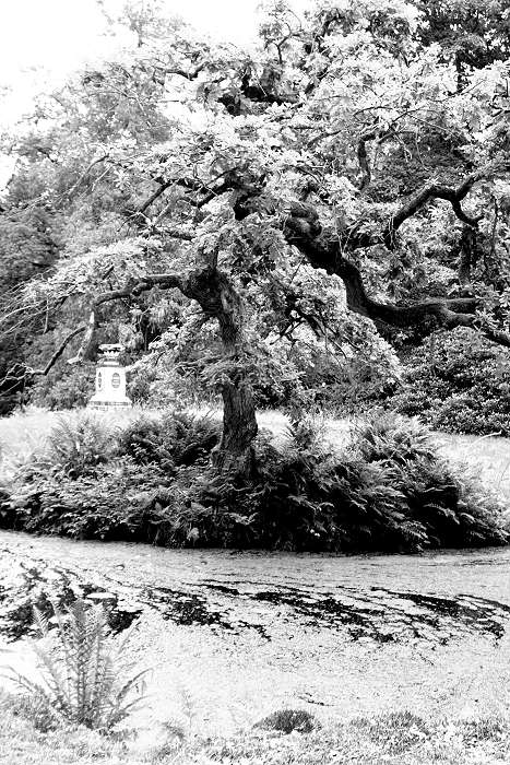 Lokation: Ostfriesland, Lütesburg Kategorien: Garten, Schwarzweiß, Datum: 13.07.2005