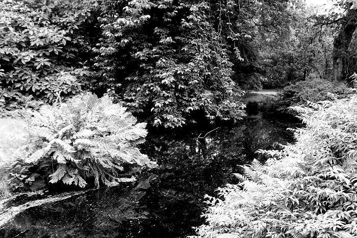 Lokation: Ostfriesland, Lütesburg Kategorien: Garten, Schwarzweiß, Datum: 13.07.2005