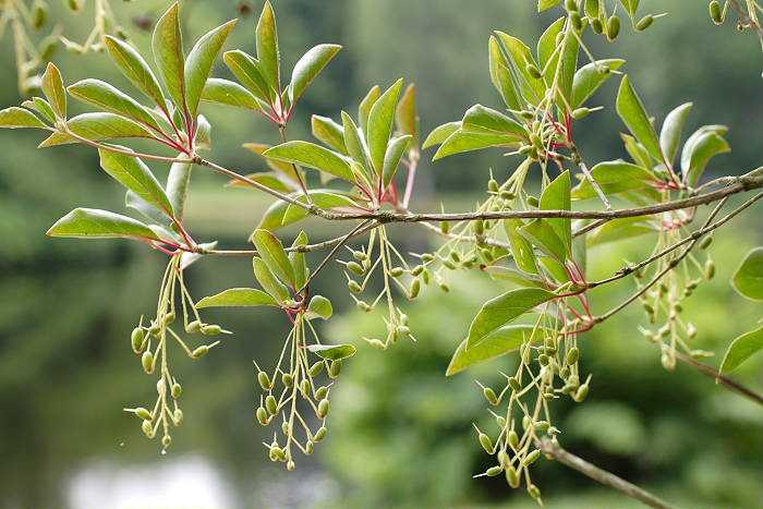 Lokation: Ostfriesland, Lütesburg Kategorien: Garten, Datum: 13.07.2005