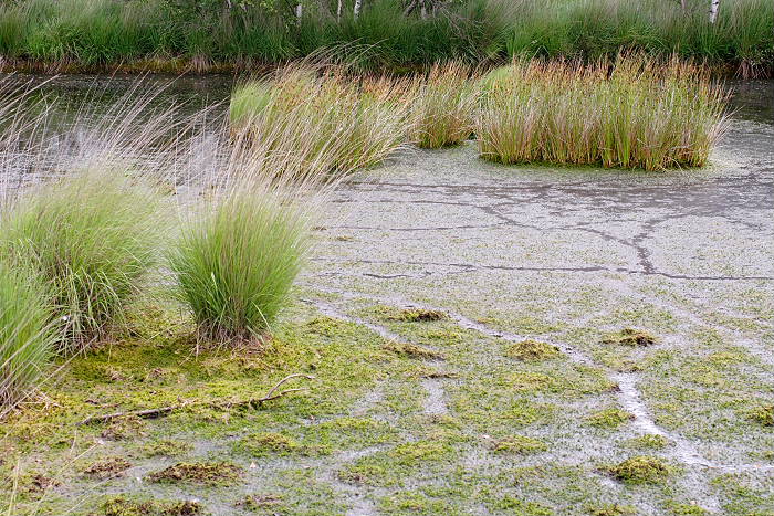 Lokation: Ostfriesland, Ewiges Meer Kategorien: Sumpf, Datum: 16.07.2005
