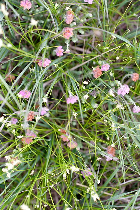 Lokation: Ostfriesland, Ewiges Meer Kategorien: Habitus, Datum: 16.07.2005