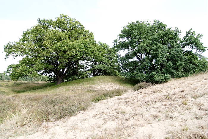 Lokation: Niedersachsen, Borkener Paradies Kategorien: Baum, Datum: 24.07.2005