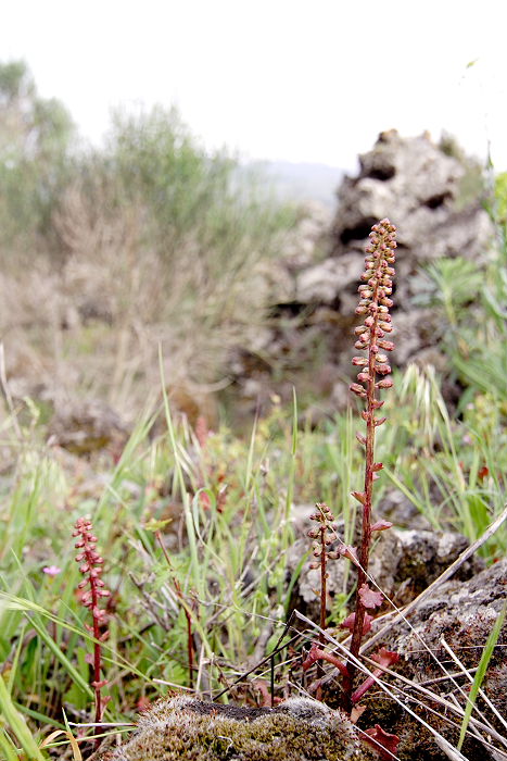 Lokation: Sizilien, Fiumefreddo Kategorien: Habitus, Datum: 17.04.2006
