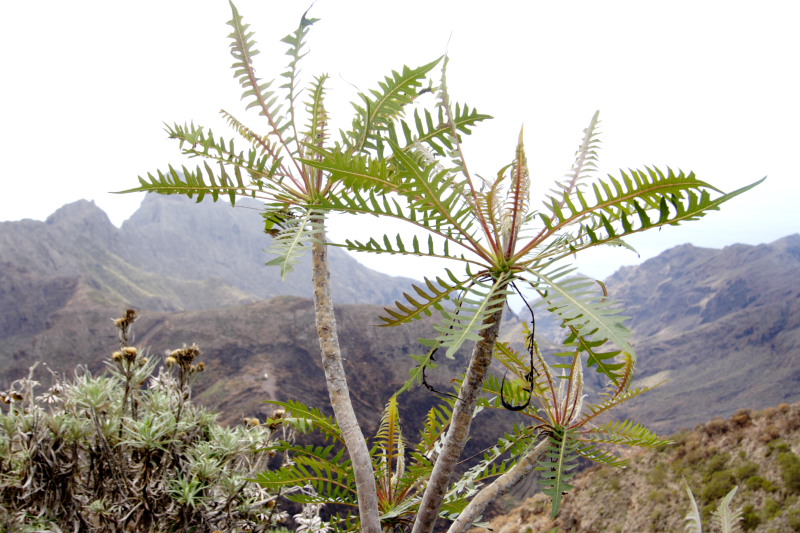 Lokation: Spanien | Canarias | Las Portelas | Los Carrizales Kategorien: Datum: 02.12.2007