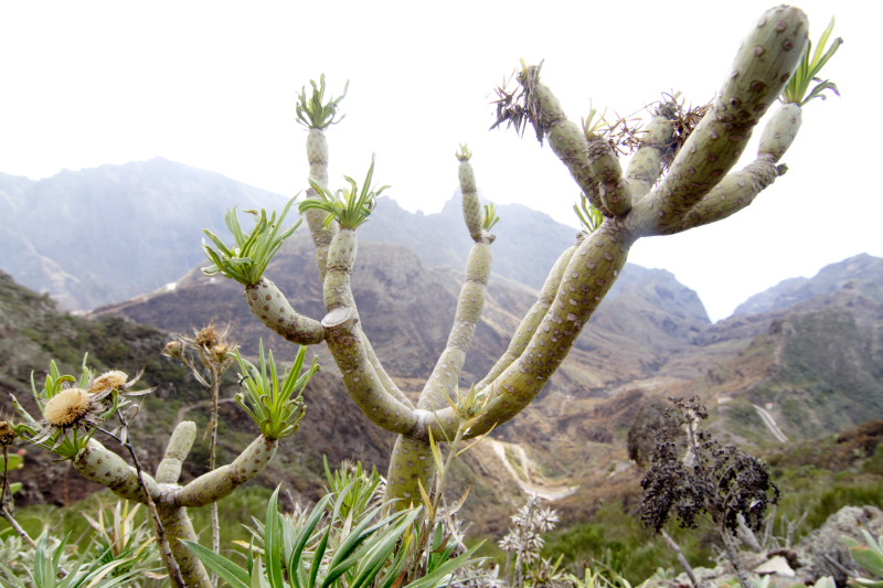 Lokation: Spanien | Canarias | Los Carrizales | Los Carrizales Kategorien: Datum: 02.12.2007