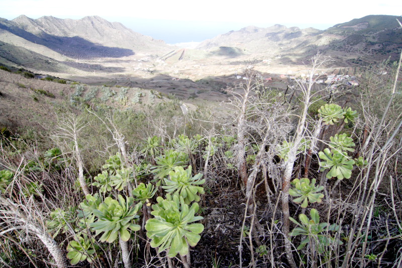 Lokation: Spanien | Canarias | Los Carrizales | Los Carrizales Kategorien: Datum: 02.12.2007