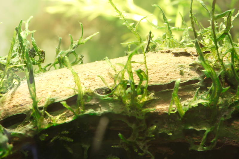 Kategorien: Datum: 17.05.2008