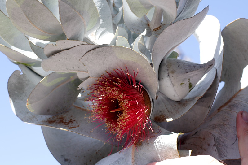 Eucalyptus macrocarpa, Kategorien: Datum: 26.10.2008