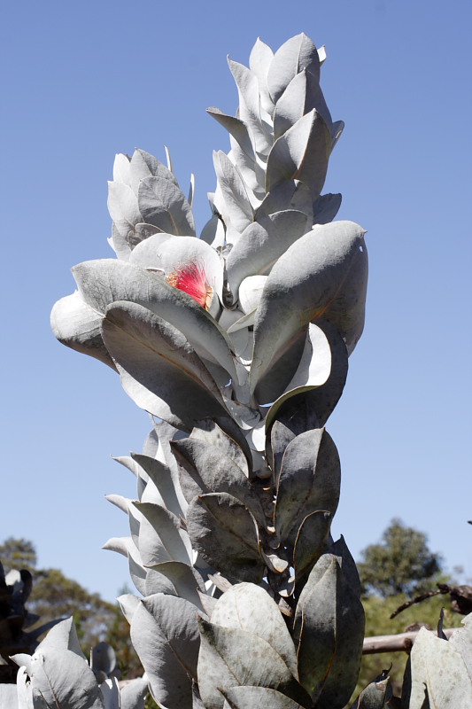 Eucalyptus macrocarpa, Kategorien: Datum: 26.10.2008