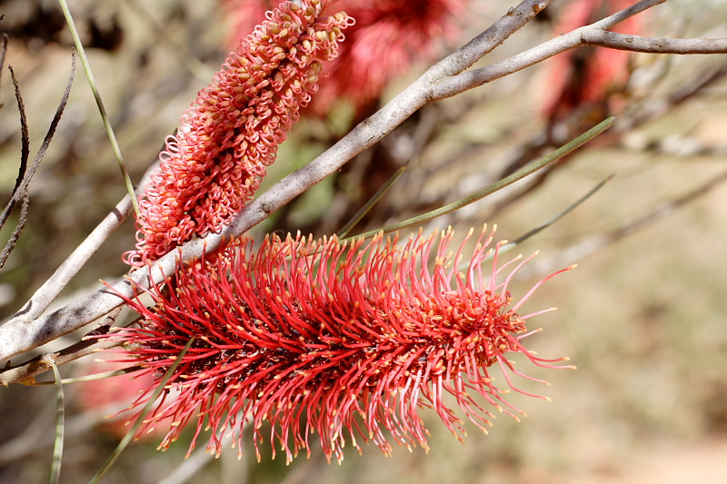 Hakea spec., Kategorien: Datum: 26.10.2008