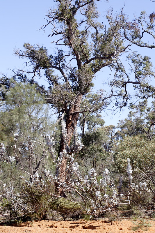 Kategorien: Datum: 26.10.2008