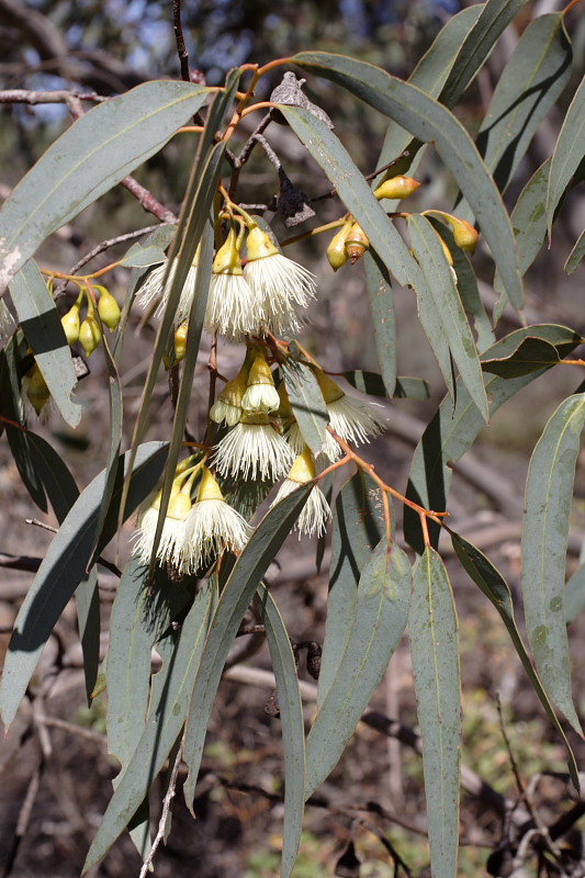 Eucalyptus leucoxylon, Kategorien: Datum: 26.10.2008