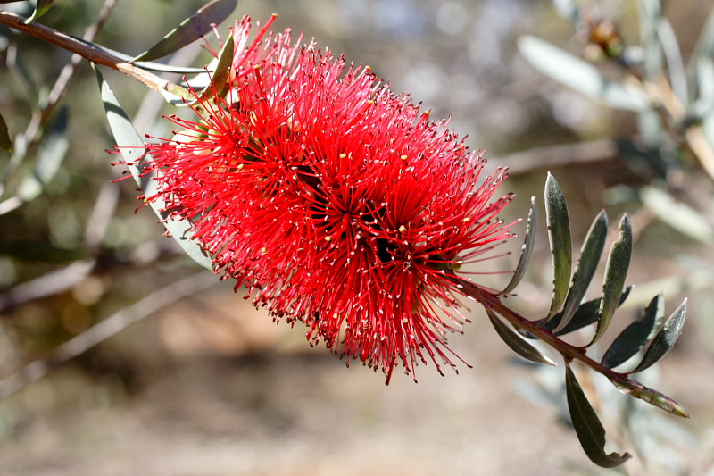 Callistemon, Kategorien: Datum: 26.10.2008