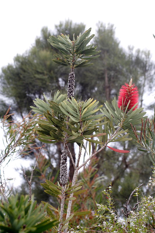 Callistemon speciosus var. glaucus, Lokation: Australien | Western Australia | Emu Point | Emu Point Kategorien: Familie: Myrtaceae (Myrtengewächse ), Datum: 27.10.2008