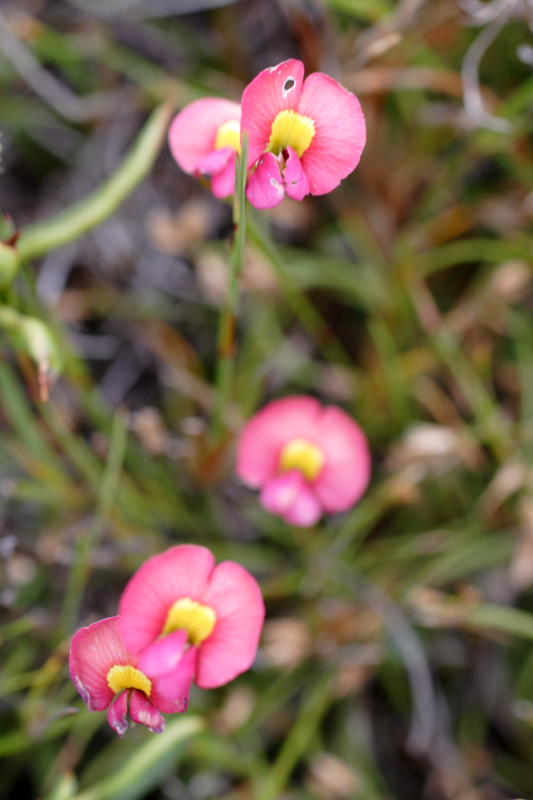Chorizema spec., Lokation: Australien | Western Australia | Emu Point | Emu Point Kategorien: Familie: Fabaceae (Schmetterlingsblütler ), Datum: 27.10.2008