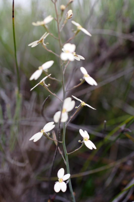Stylidium, Lokation: Australien | Western Australia | Emu Point | Emu Point Kategorien: Familie: Stylidiaceae (Säulenblumengewächse), Datum: 27.10.2008