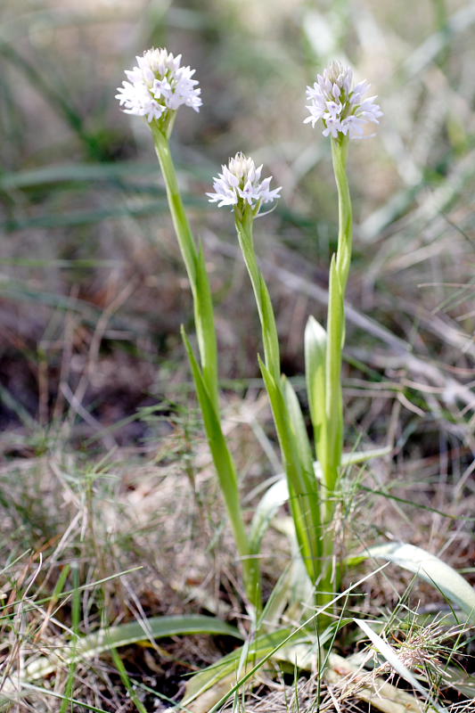 Anacamptis pyramidalis, Lokation: Spanien | Baleares | Calvià | Portals Vells Kategorien: Familie: Orchidaceae (Orchideen ), Datum: 24.03.2009