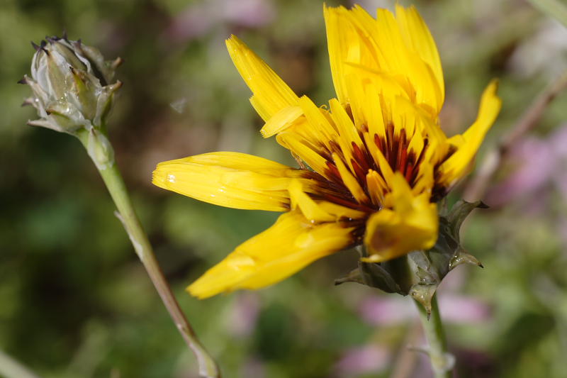 Reichardia tingitana, Lokation: Spanien | Baleares | Calvià | Santa Ponça Kategorien: Familie: Asteraceae (Korbblütler ), Datum: 31.03.2009