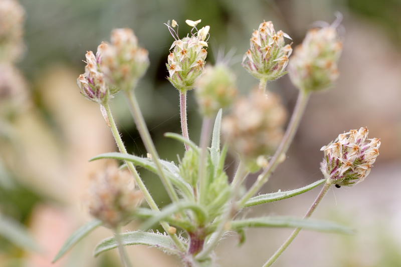 Plantago afra, Lokation: Spanien | Baleares | Calvià | Santa Ponça Kategorien: Familie: Plantaginaceae (Wegerichgewächse ), Datum: 31.03.2009