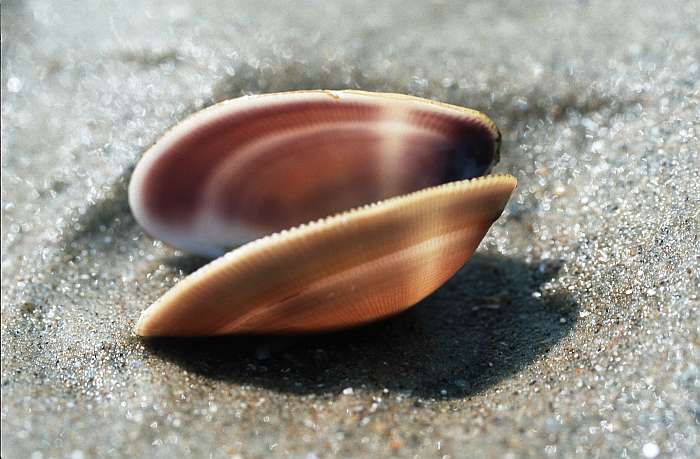 Lokation: Normandie, Wissant Kategorien: Stilleben, Datum: 19.08.2002