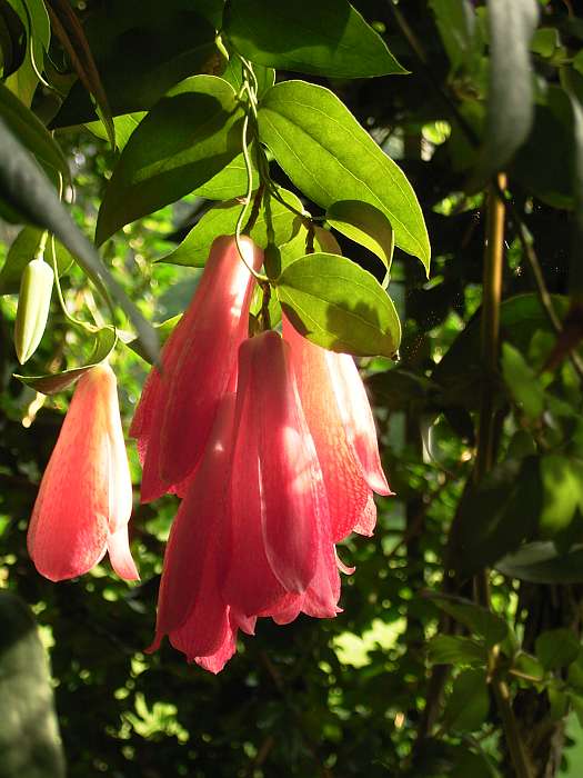 Lokation: Flora Köln Kategorien: Blüte, Gewächshaus, Datum: 11.09.2004