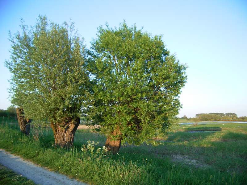 Lokation: Deutschland | Niedersachsen | Damnatz Damnatz | Damnatz Kategorien: Datum: 11.05.2008