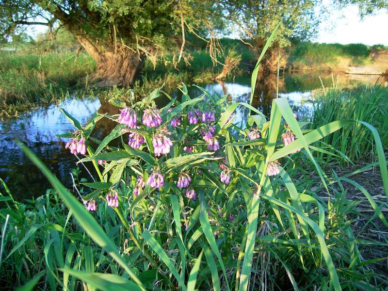 Lokation: Deutschland | Niedersachsen | Damnatz Damnatz | Damnatz Kategorien: Datum: 11.05.2008