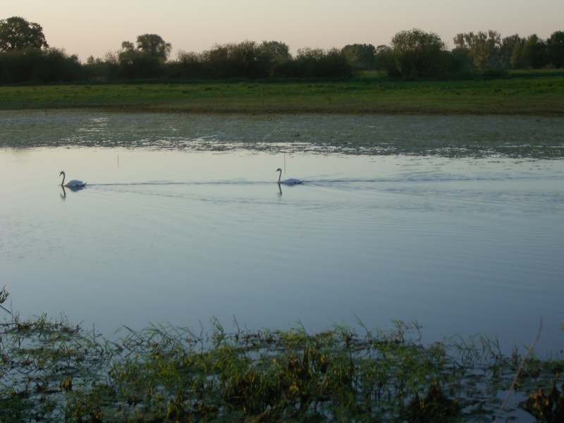 Lokation: Deutschland | Niedersachsen | Damnatz Damnatz | Damnatz Kategorien: Datum: 11.05.2008