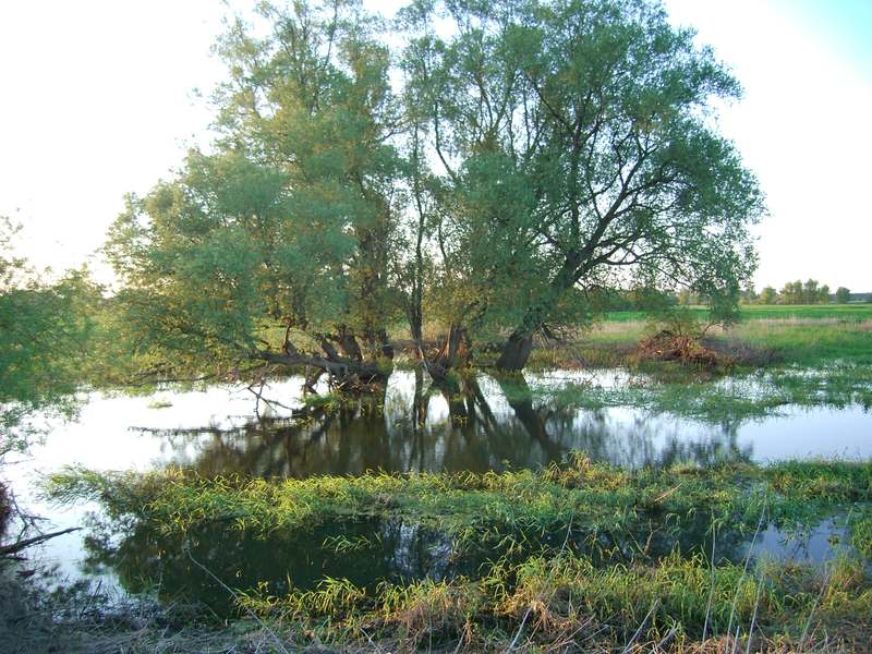 Lokation: Deutschland | Niedersachsen | Damnatz Damnatz | Damnatz Kategorien: Datum: 11.05.2008