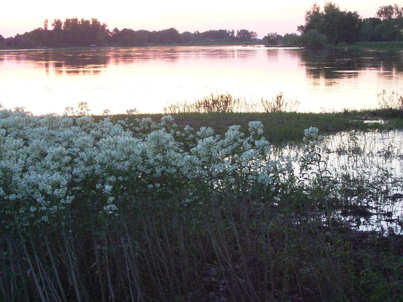 Lokation: Deutschland | Niedersachsen | Damnatz Damnatz | Damnatz Kategorien: Datum: 11.05.2008