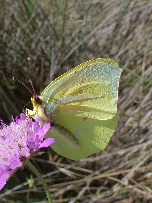 Lokation: Menorca Kategorien: Blüte, Schmetterlinge, Datum: 21.06.2004