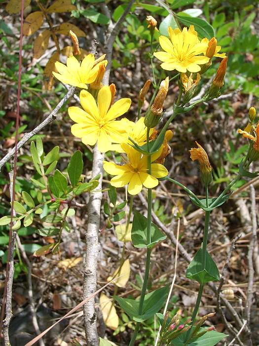 Lokation: Menorca Kategorien: Blüte, Datum: 24.06.2004