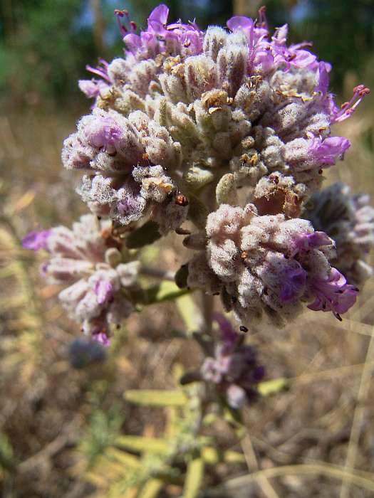 Lokation: Menorca Kategorien: Blüte, Datum: 30.06.2004