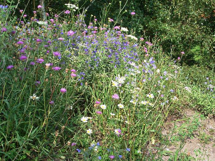 Lokation: Grube Weiß Kategorien: Vegetation, Datum: 24.07.2004