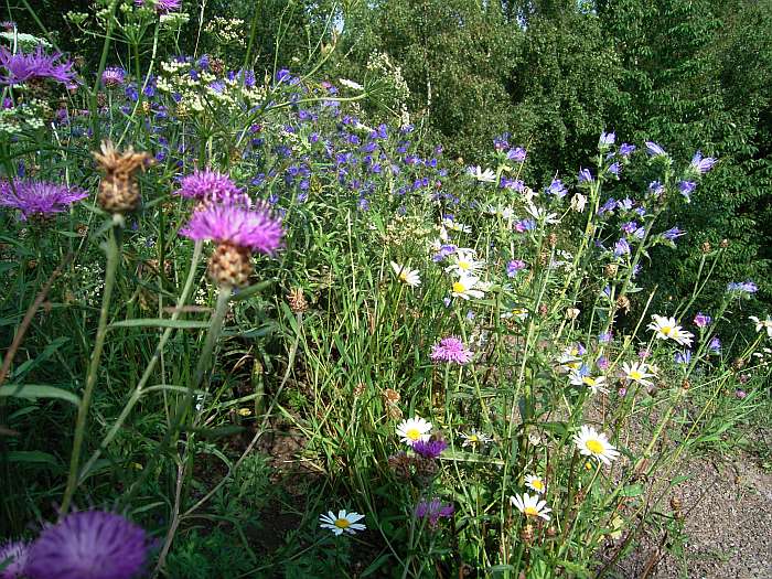 Lokation: Grube Weiß Kategorien: Vegetation, Datum: 24.07.2004