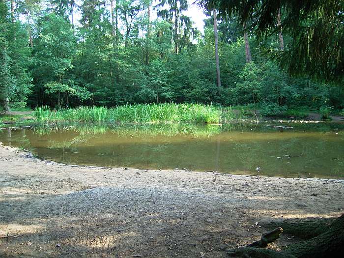Lokation: Schluchter Heide Kategorien: Tümpel, Datum: 03.08.2004