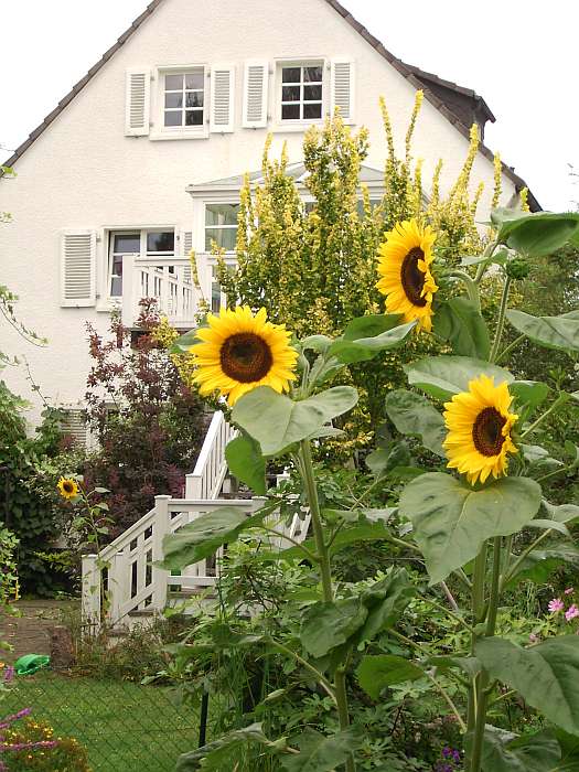Kategorien: Garten, Haus, Datum: 16.08.2004