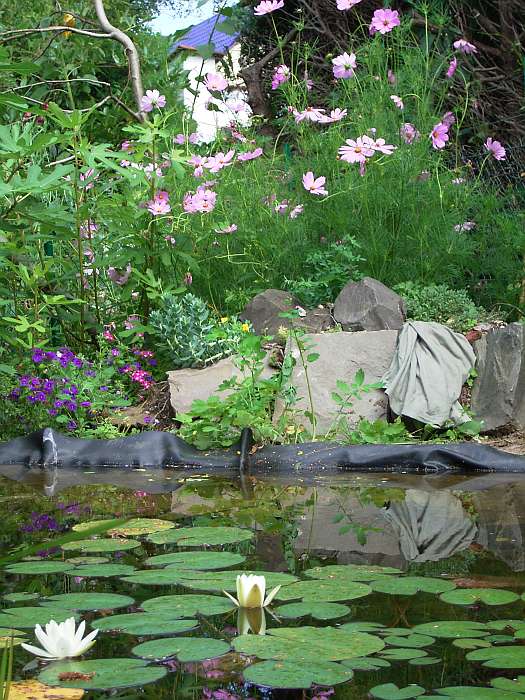 Kategorien: Teich, Datum: 16.08.2004